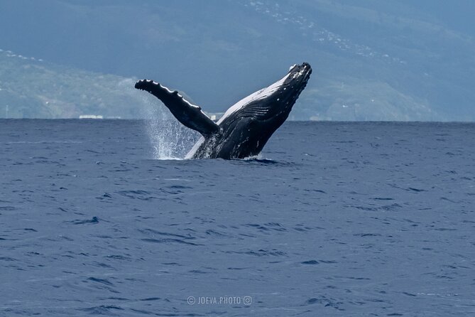 Whale Watching Moorea (non-swimming) - The possible shark and stingray stop