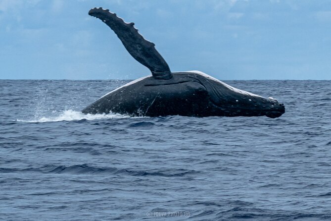 Whale Watching Moorea (non-swimming) - Guides, crew, and the feel of the outing
