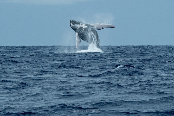 Whale Watching Moorea (non-swimming) - What to bring for four hours at sea