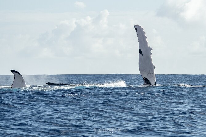 Whale Watching Moorea (non-swimming) - Is $151.83 a fair price?