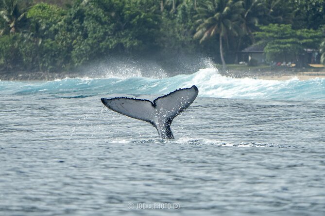 Whale Watching Moorea (non-swimming) - Who should book this Moorea tour?