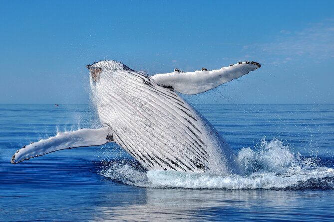Whale Watching Moorea (non-swimming) - Searching for humpbacks around Moorea