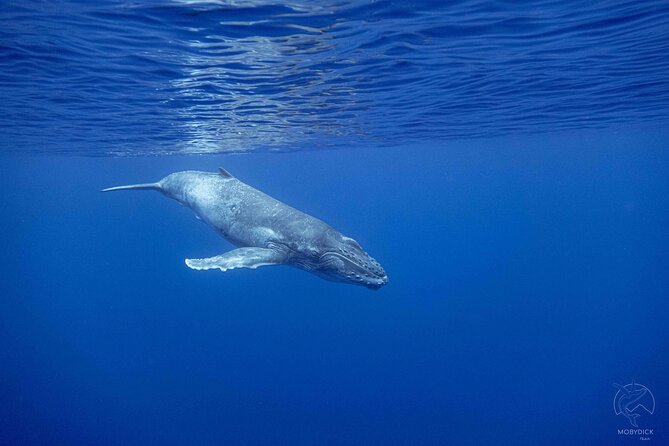 Whale watching on the preserved and quiet coast of Paea (Pk26) - Four hours on Tahiti’s preserved western coast