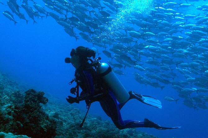 Whale watching on the preserved and quiet coast of Paea (Pk26) - Swimming with humpbacks is a demanding option