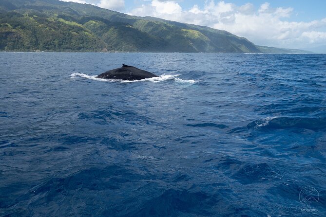 Whale watching on the preserved and quiet coast of Paea (Pk26) - Finding humpback whales in open water