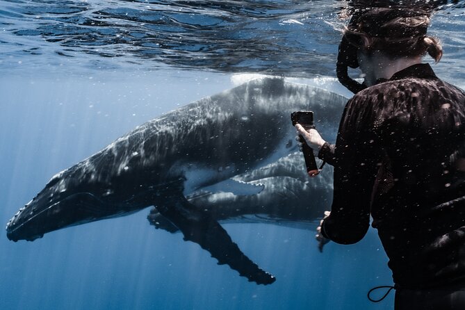 Whale Watching Shared Half Day - Looking for humpback whales in the open sea