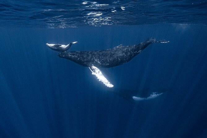 Whale Watching Shared Half Day - Guides who shape the day