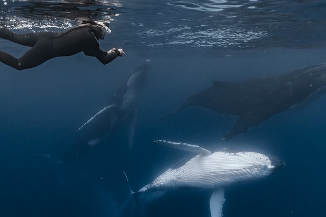 Whale Watching Shared Half Day - Is $270 per person good value?