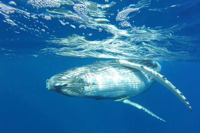 Whale Watching Tours in Bora Bora - Key points before you book