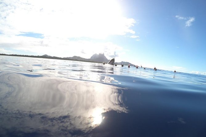 Whale Watching Tours in Bora Bora - Who should book this whale watching tour?