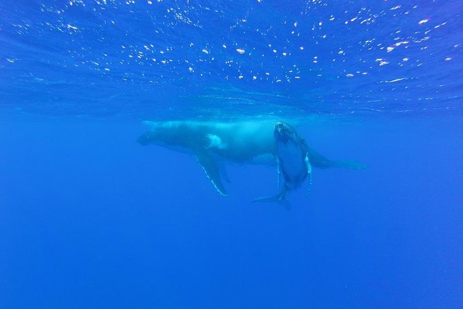 Whale Watching Tours in Bora Bora - Starting in Bora Bora and heading toward open water